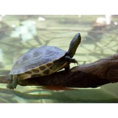 صورة بي ال اف قصرية سلحفا